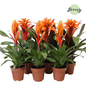 Bromelia Orange F00000129