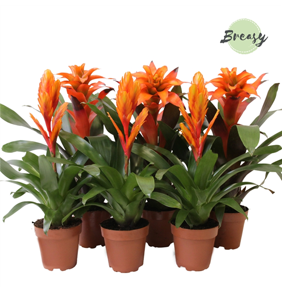 Bromelia Orange F00000129