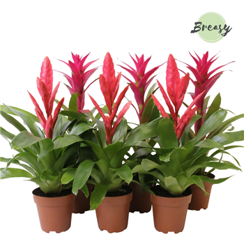 Bromelia Pink F00000131