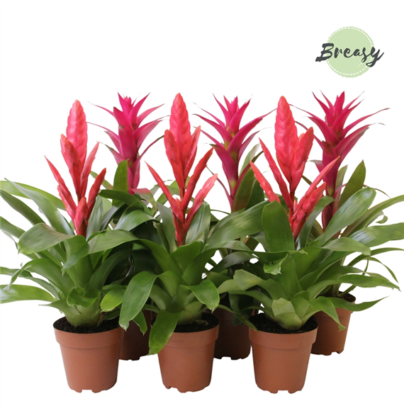 Bromelia Pink F00000131