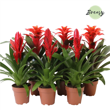 Bromelia Red mix 6/tray F00000130