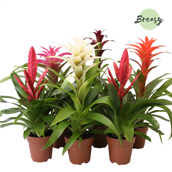 Bromelia Sweet mix F00000138