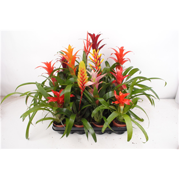 Bromelia mix F00005304