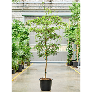 Bucida buceras 'Shady Lady' (300-350) 4BUBUR017