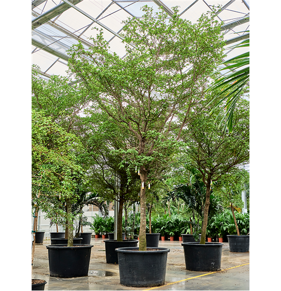Bucida buceras 'Shady Lady' (500-600) 4BUBUR011