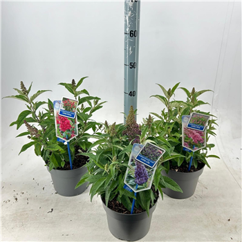 Buddleja davidii 'Butterfly Candy' F00005769