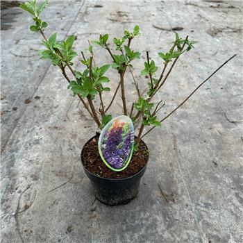 Buddleja davidii 'Empire Blue' F00005777