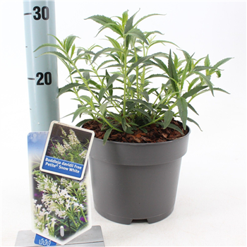 Buddleja davidii 'Free Petite Snow White' F00005779