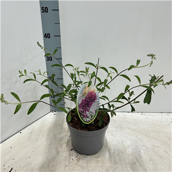 Buddleja davidii 'Royal Red' F00005778