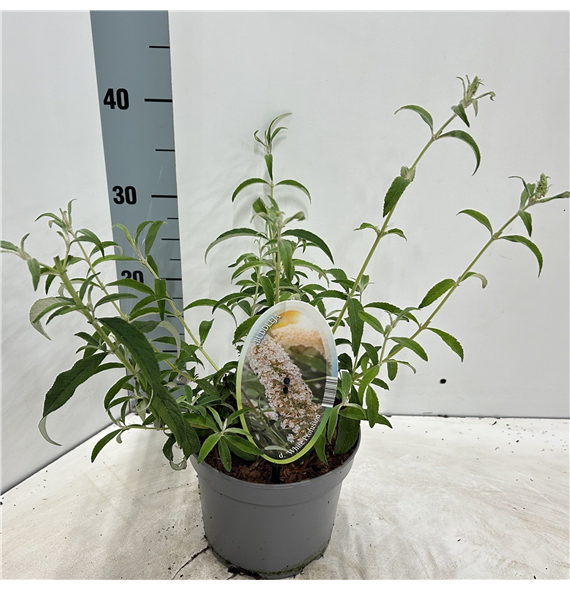 Buddleja davidii 'White Profusion' F00005781