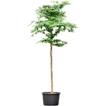 Bulnesia arborea 4BUARRS55