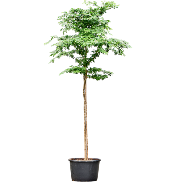 Bulnesia arborea 4BUARRS55