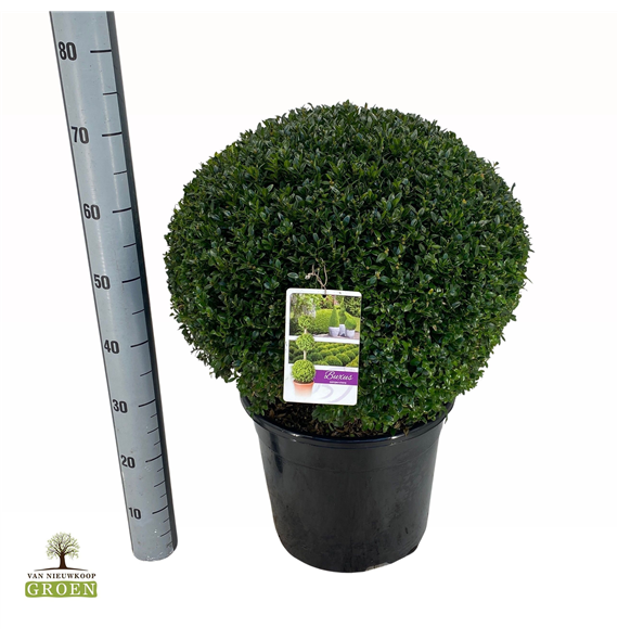 Buxus sempervirens F00005148
