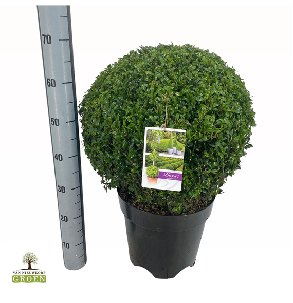 Buxus sempervirens F00005147