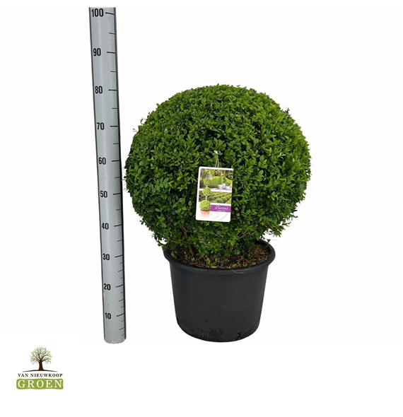 Buxus sempervirens F00000732