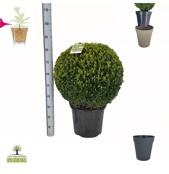 Buxus sempervirens F00000722
