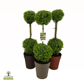 Buxus sempervirens F00004875