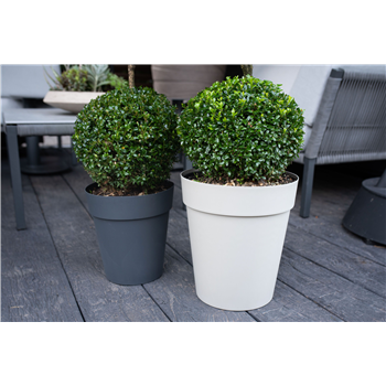 Buxus sempervirens F00000724