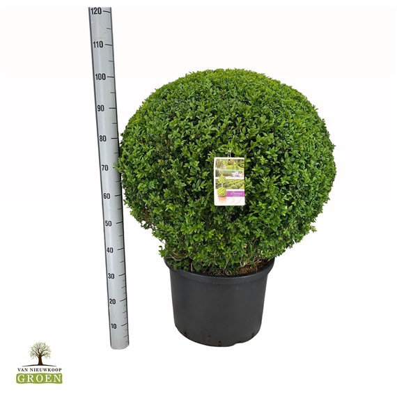 Buxus sempervirens F00000734