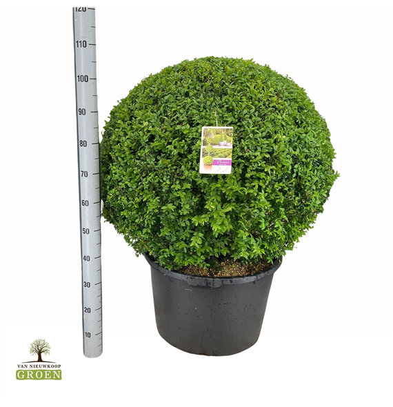 Buxus sempervirens F00000735