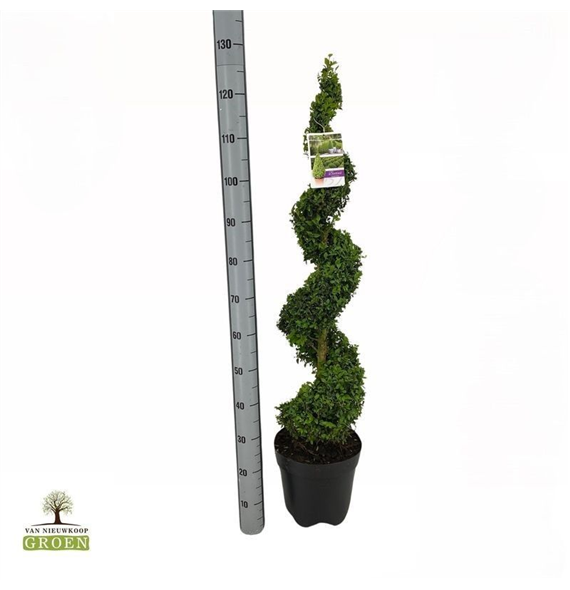 Buxus sempervirens F00004789