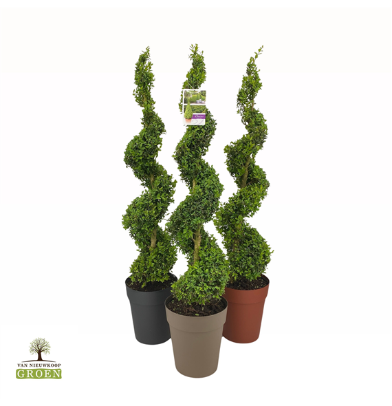 Buxus sempervirens F00004783