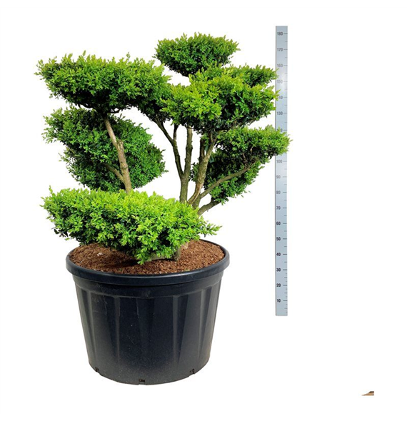 Buxus sempervirens F00007074