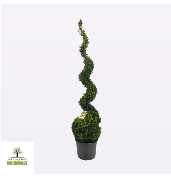Buxus sempervirens F00004792