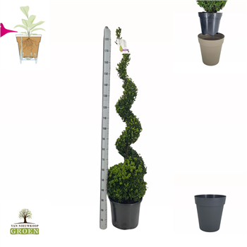Buxus sempervirens F00004788