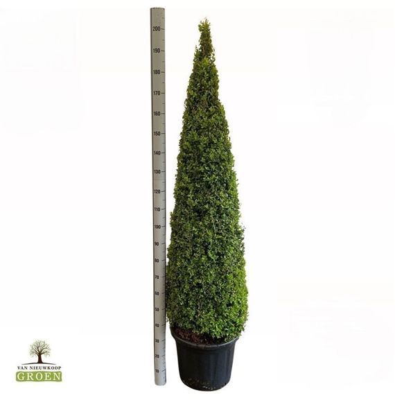 Buxus sempervirens F00005151