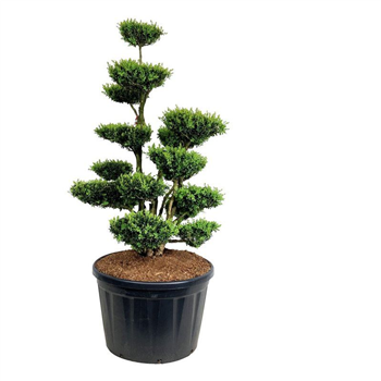 Buxus sempervirens F00006916
