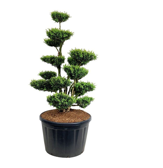 Buxus sempervirens F00006916