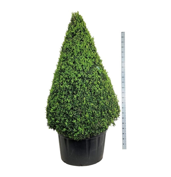Buxus sempervirens F00007079