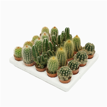 Kaktus mini mix F00001441