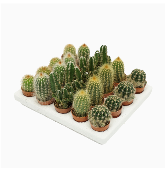 Kaktus mini mix F00001441