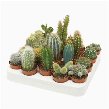 Kaktus mix F00001388