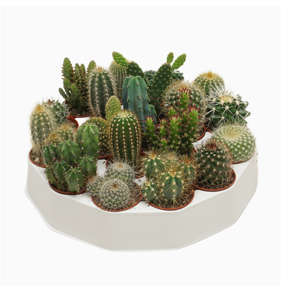 Kaktus mix F00001390