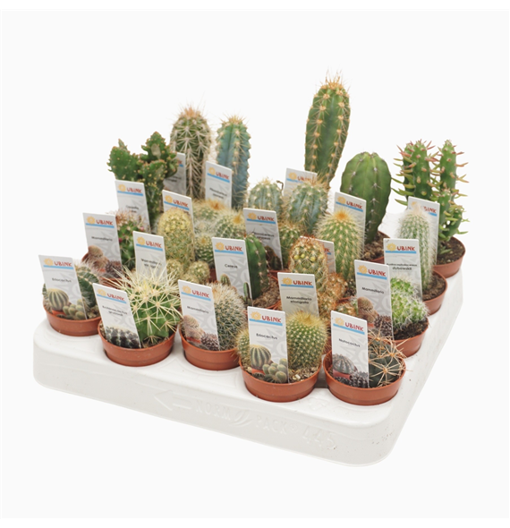 Kaktus mix F00001391