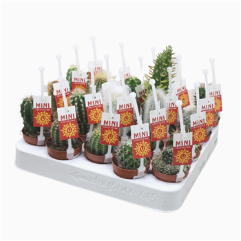 Kaktus mix F00001393