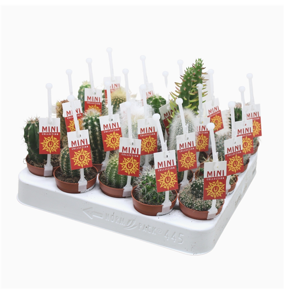 Kaktus mix F00001393