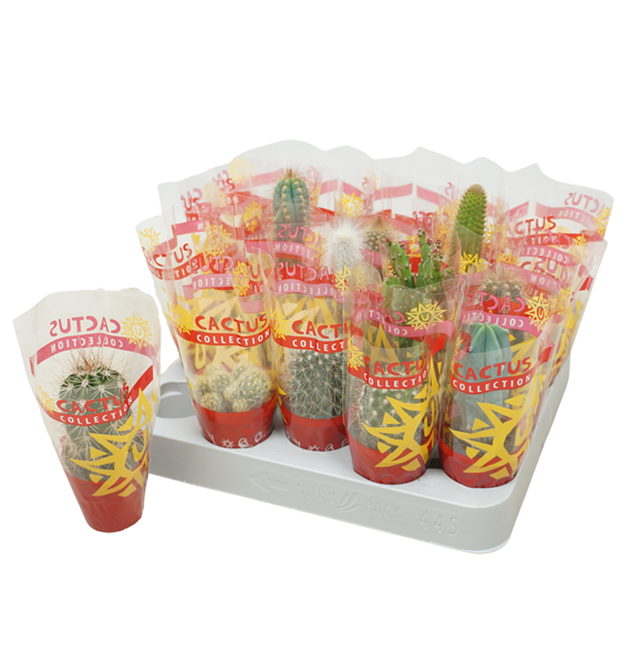 Kaktus mix F00001394