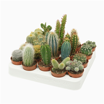 Kaktus mix F00001395
