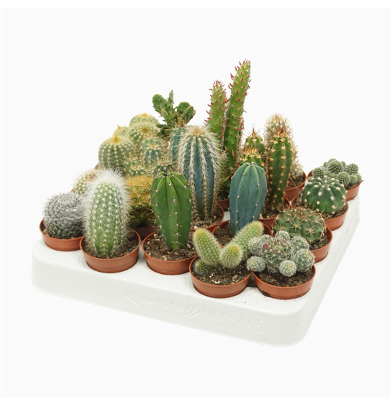 Kaktus mix F00001395