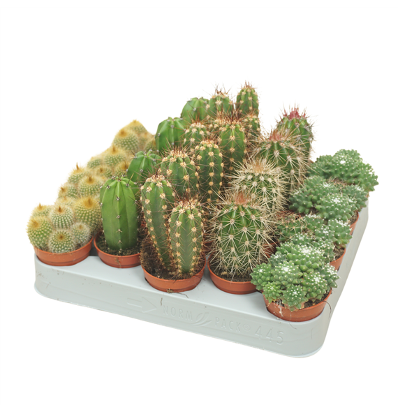 Kaktus mix F00001396