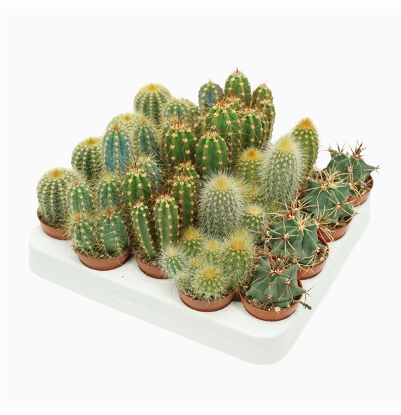 Kaktus mix F00001428