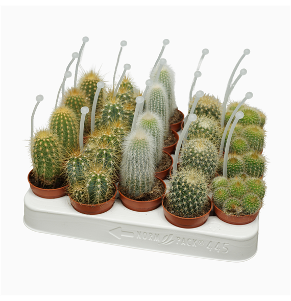 Kaktus mix F00001429