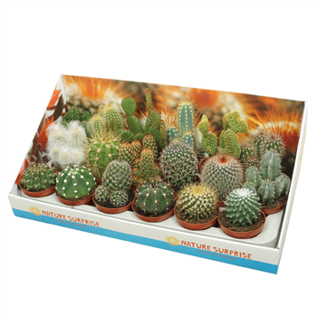 Kaktus mix F00001402