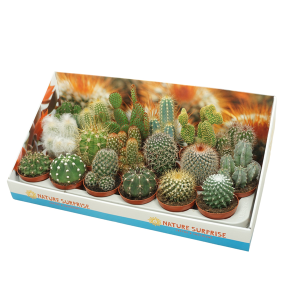 Kaktus mix F00001402