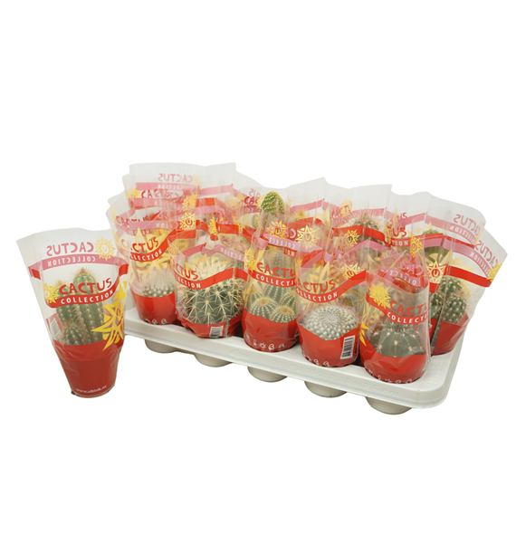 Kaktus mix F00001408