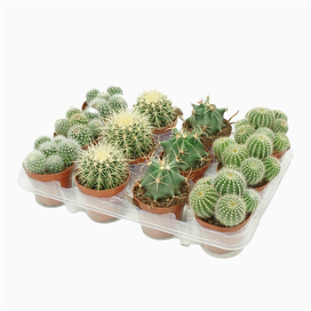 Kaktus mix F00001433